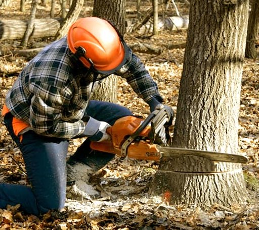 Tree Removal in Notre Dame, IN